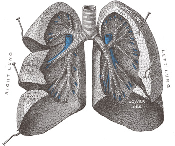 Ilustración anatómica de los pulmones